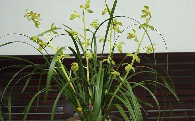 重瓣凤仙花|庭院选这几款花,花姿妖娆,花开美观又大气,花色艳丽灿烂无双