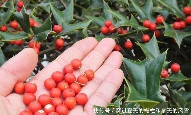 叶子长|鸟见此树不停留，人见此树就绕开，但价值很高，俗称“鸟不宿”