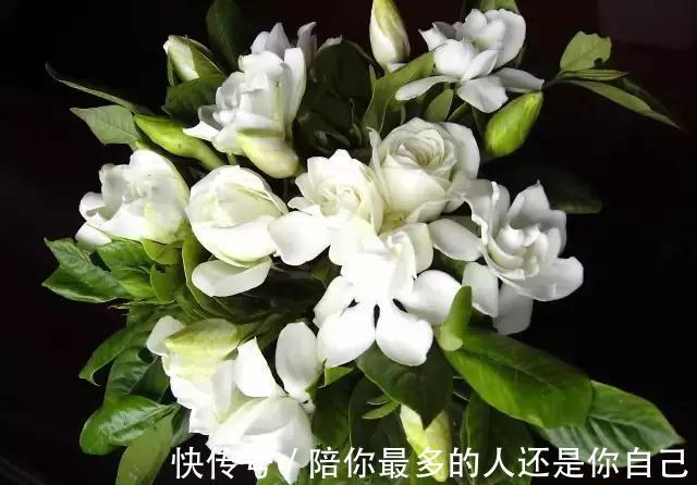 栀子花|适合家里养的十种带有香味的花,你家里有吗?