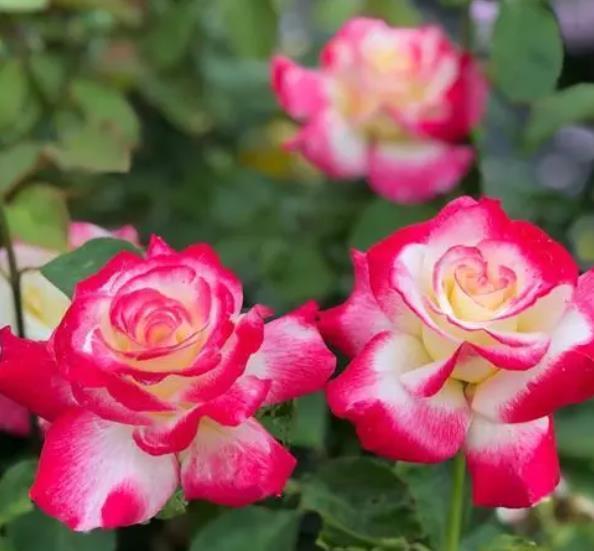 2021年养过的10款月季，皮实好养开花美，你最喜欢哪种？