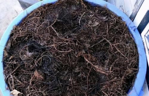 肥力|作为养花人，有机会就多收集些它们，看着不起眼却全是好东西