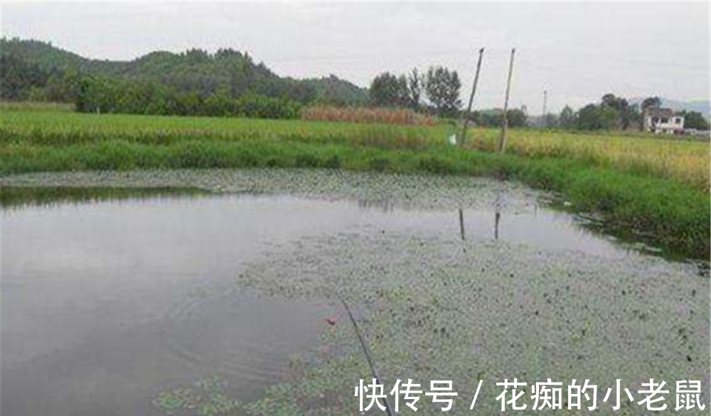 茎秆|野钓鲫鱼未必钓草,除了下雨不钓草,还有这些情况不如钓明水!