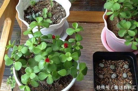 养金枝玉叶，一个小技巧，盆栽变成漂亮盆景，叶绿枝多姿态优美