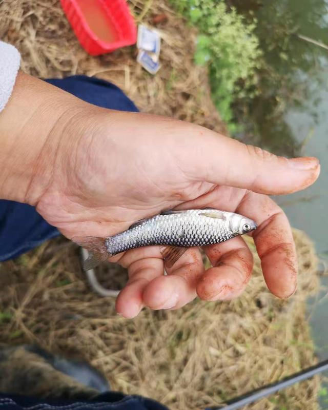 窝子|秋季野钓重要技能：避开小鱼，学会套路再多小鱼拿你没辙