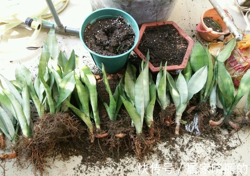 浇水|虎皮兰有“5怕”,难怪从不出新芽,越养越难看