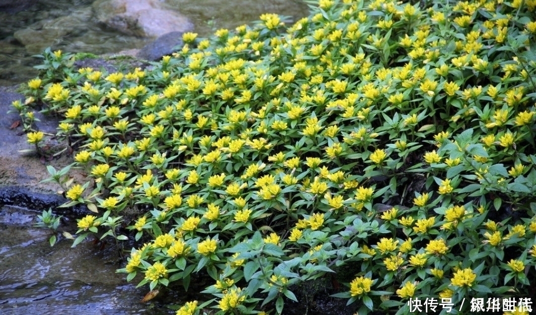 泡水|肝脏不好,不要急着吃药,此草泡水喝,保护肝脏,还排出身体毒素