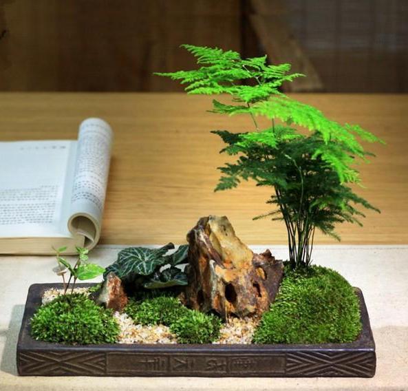 书房盆栽文竹,该如何管理养护注重5方面,枝叶翠绿又茂密