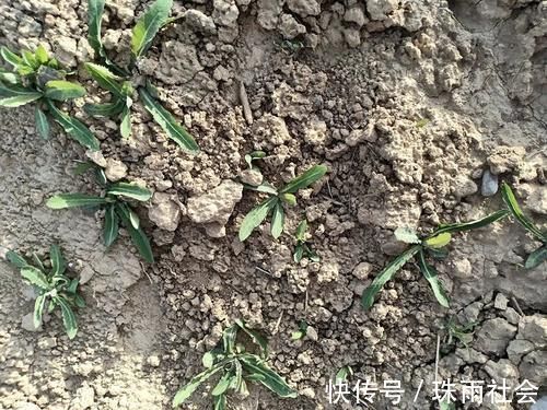 除草劑|一種苦味野菜，長得像蒲公英，60年代一挖一麻袋，你吃過嗎？