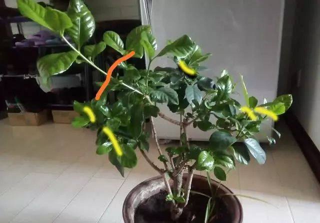 生根|养花不开花,剪一刀,抹个芽,窜出满满一盆栀子花,太香了