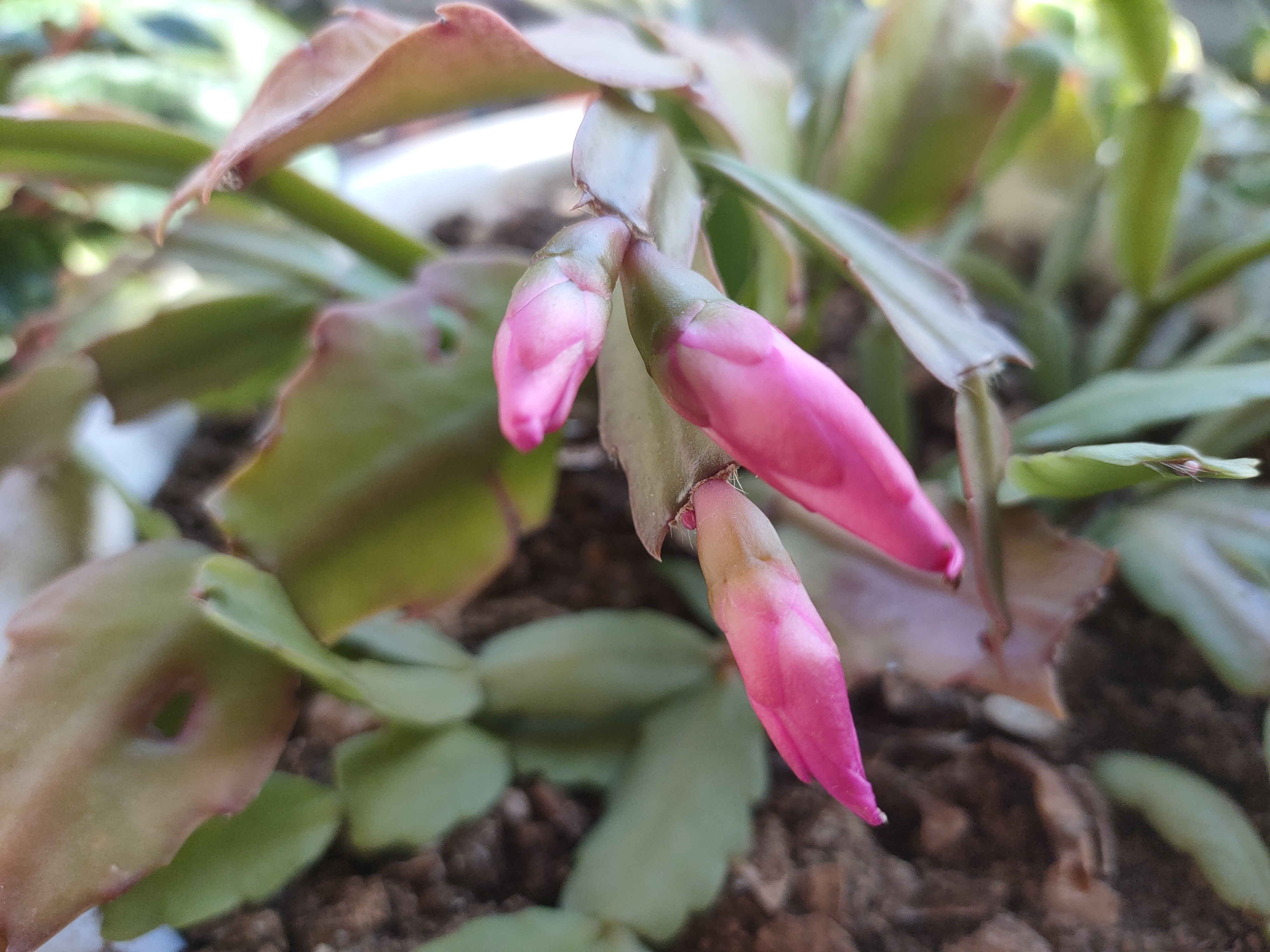 生长期|蟹爪兰的叶面肥别乱用,常用的3种肥,1种“另类”你用过哪种?