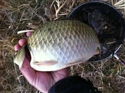 垂心者|冬钓你还在单开蓝鲫吗?试试这几种新用法,让你渔获直接拉到满意