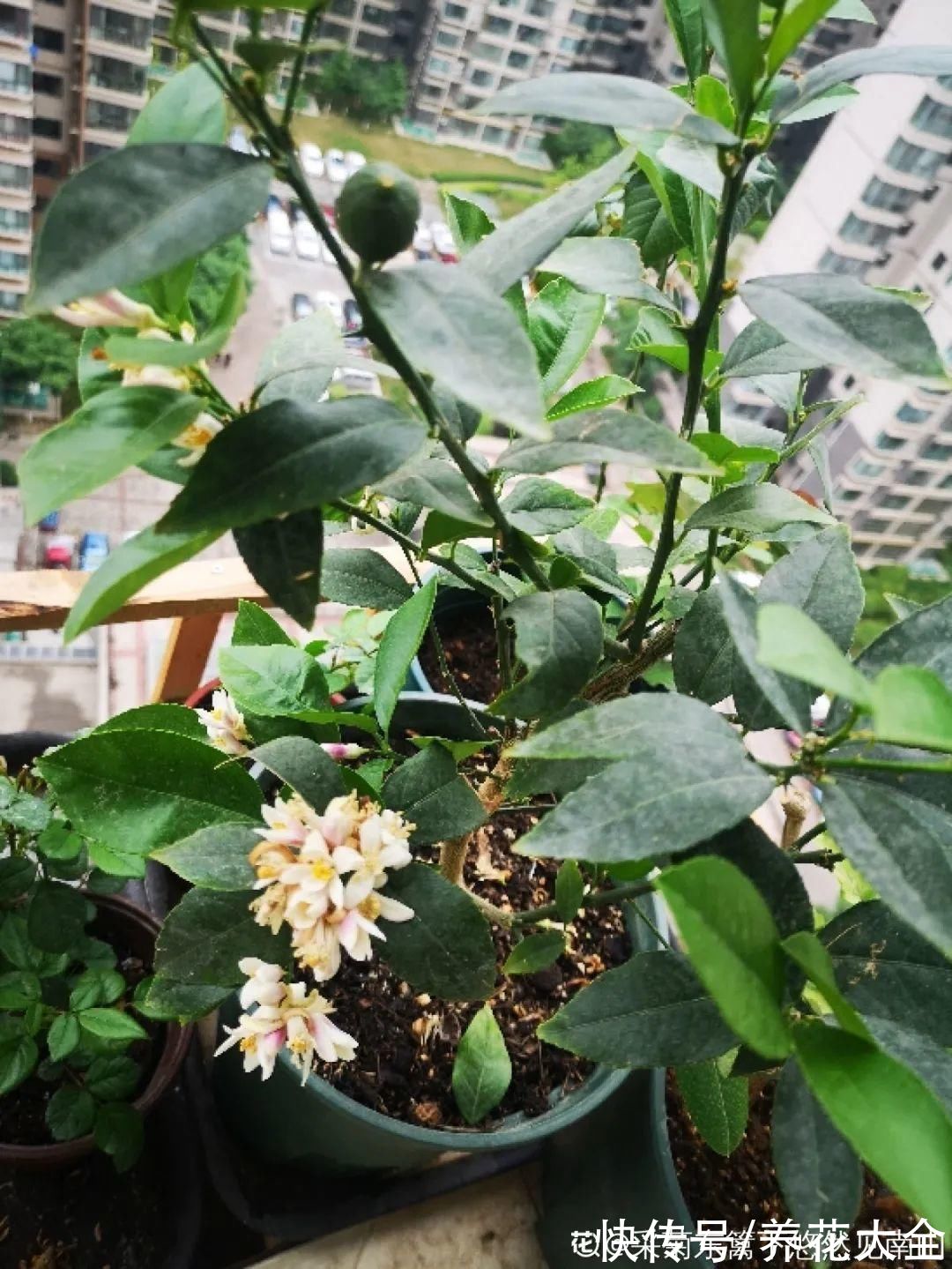 奥绿肥|家里养盆柠檬树,四季都结果,满屋子香味,开花胜过香水