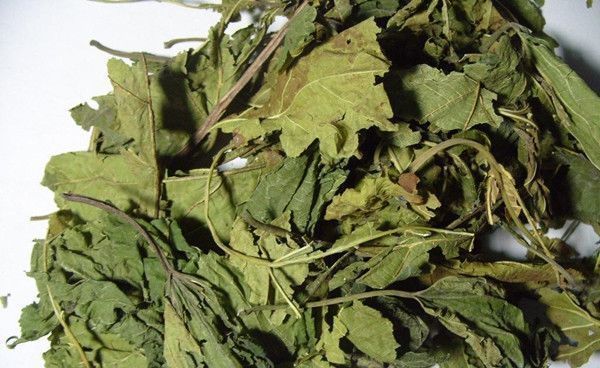 泡水|小小桑叶,大有用途,坚持泡水喝,4大好处会让你“开心不已”