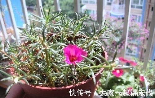 4种漂亮花，不用花钱买，跟邻居要个枝插土里，生根快成活率高！