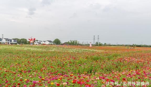 花海|去浙江旅游别只知道西湖，湖州这片花海人少景美，还很少人知道