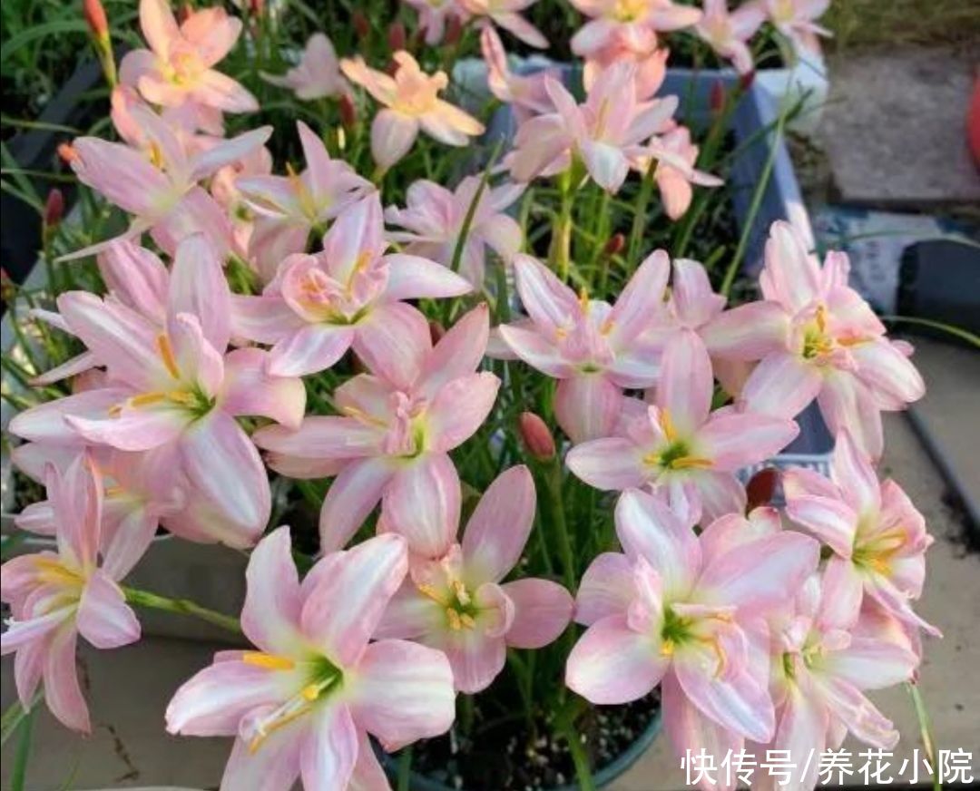 阳台|有1种花，开花漂亮又好养，适合摆放在阳台、庭院观赏