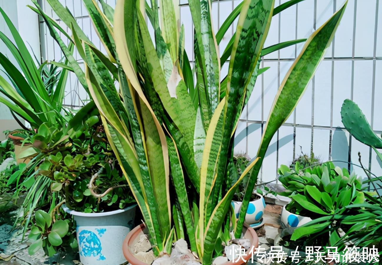 养殖|新人养花容易出问题,不如盆栽虎皮兰,注意4点,好活漂亮