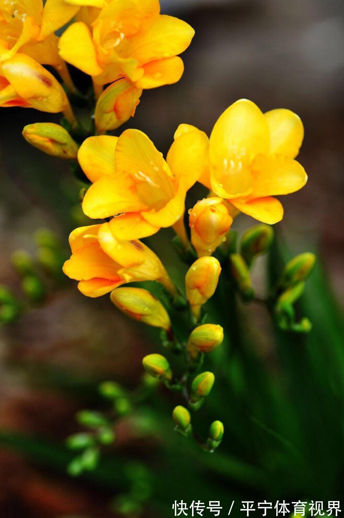 春节|这几种花冬天开爆盆,但一般人家养得不多,现在养正开花,很漂亮
