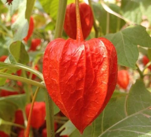 山丁子|养生排毒的好食物，不可错过，止咳平喘，活血化瘀，吃了显年轻