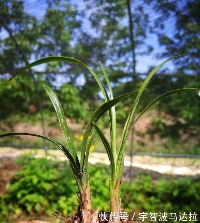 兰花分株的正确方法有哪些?新手兰友速成技巧,简单又实用