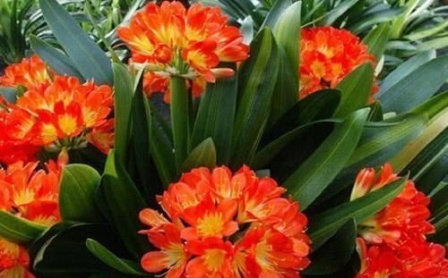 养君子兰就像“种白菜”狂长叶不开花，3个解密，开花几十年