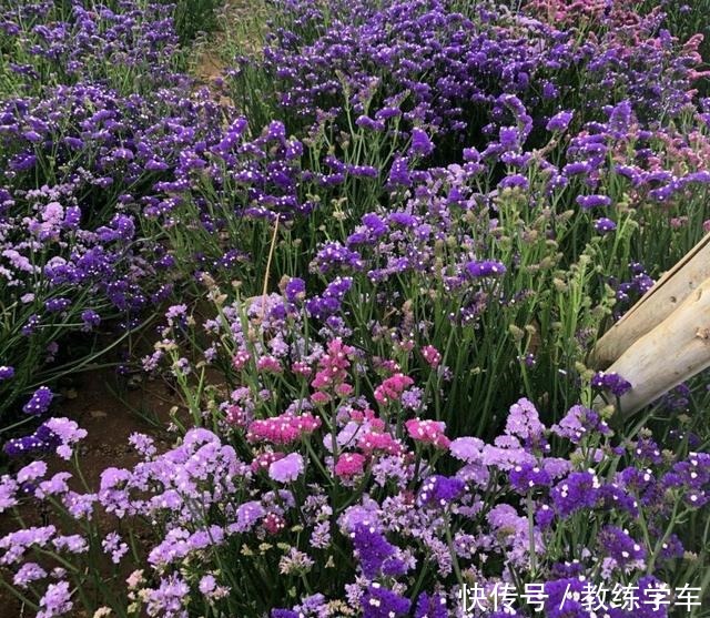 几种好看不起眼的小花,现在种刚好,一个夏天都开花!