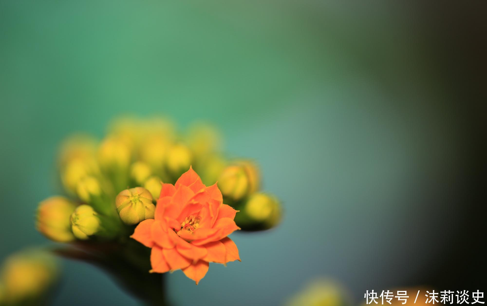 这4种花进入休眠期，水要少浇！如何正确浇水呢？