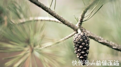 回家|路上看到3个“种子”一定捡回家,种在花盆里变小树,还挺名贵!