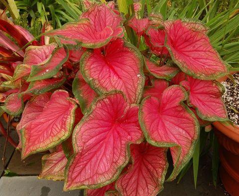 3种花作用大,室内灰尘也不怕,吸收能力强,人人都来夸