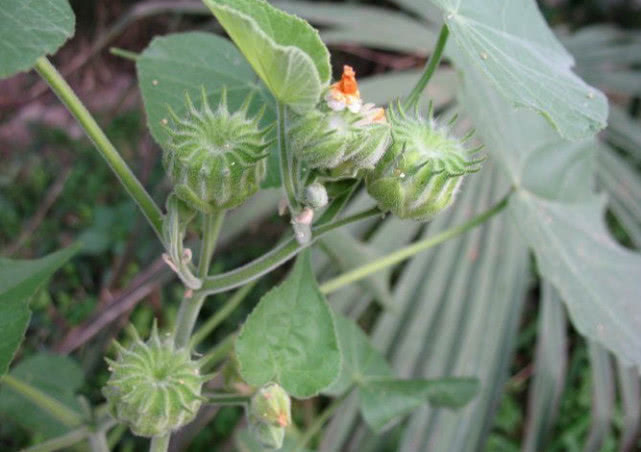 植物|野外长得不起眼的苘麻,是珍贵药材,还有治疗耳鸣的功效