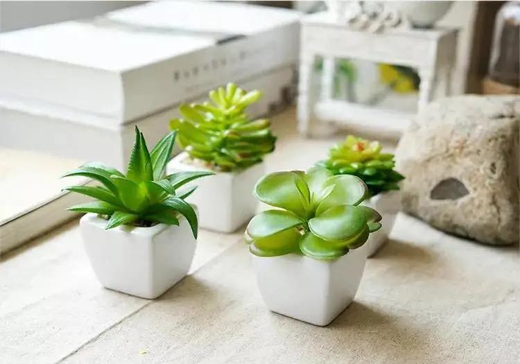 会养多肉的“大神”，从不在早春做四件事，不然越养越糟心