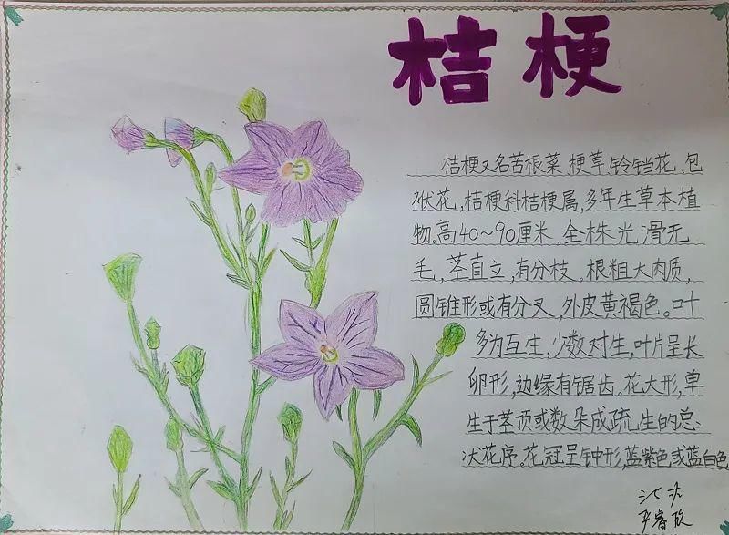 云端科普 探索未知——联建小学科技节精彩集锦