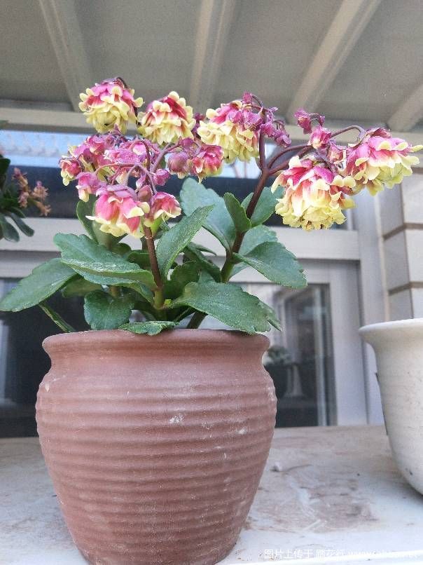 养花就养这4款,服盆快长势快,阳台上密植一片,开花烂漫迷人眼