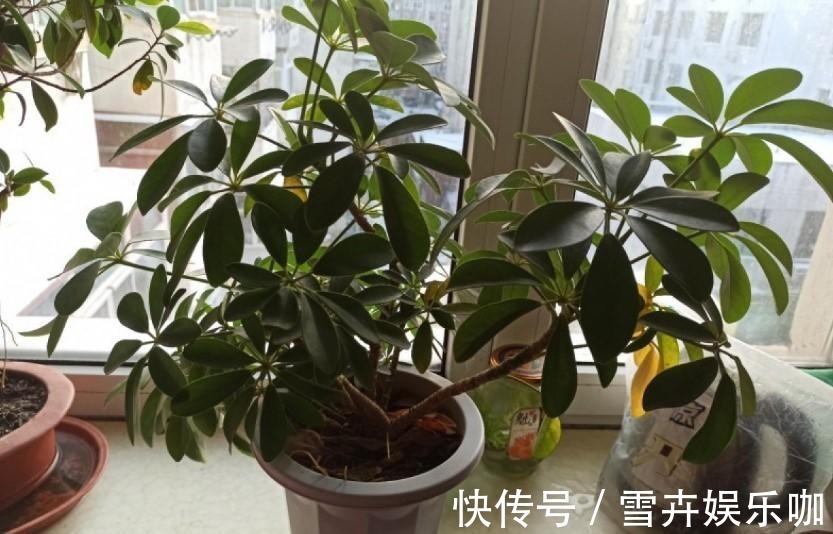 叶片|8种“漂亮花”,个个都是“招财树”,家里养一棵,不愁没钱花