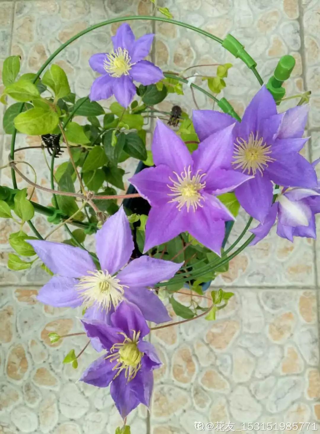 自制养花杀菌水,7天浇一勺,虫子全死光,再也不黄叶!