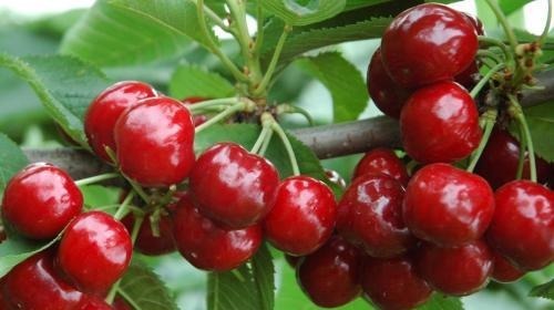 酪氨酸酶|会吃的人最健康,3种食物不能少,补充营养,身体棒棒哒!