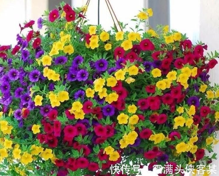 4种“女神花”，婀娜多姿，去除异味，还香飘满屋，心情好！