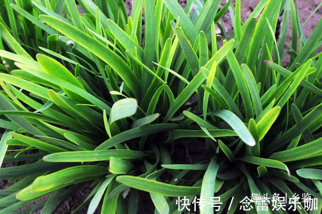 为什么韭菜根系会逐年上移?栽培韭菜做好2点,株苗油绿不跳根