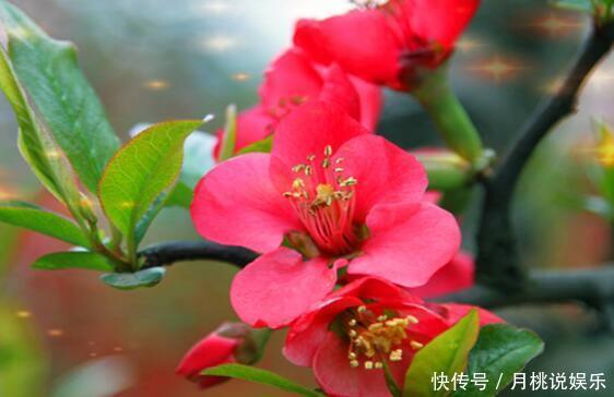 养盆“贴梗海棠”吧!花语平凡也热情,花色艳丽,居家首选