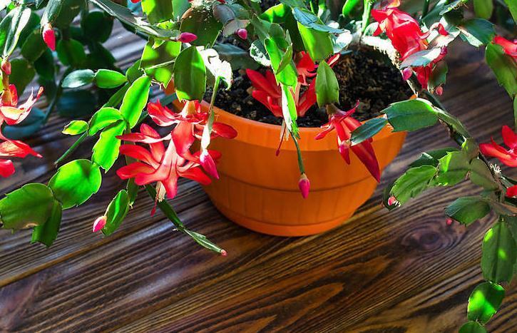 适合新手养的五种花,客厅阳台养两盆,赏花大半年