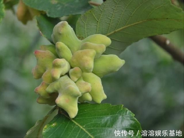 老祖宗|老祖宗的好办法:一味中药治牙疼,不用吃,一涂抹就好