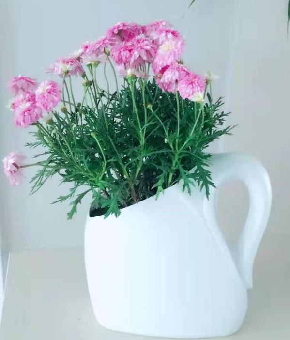 洗衣液桶如何制成养花神器这样几步操作,让它们分分钟大变样