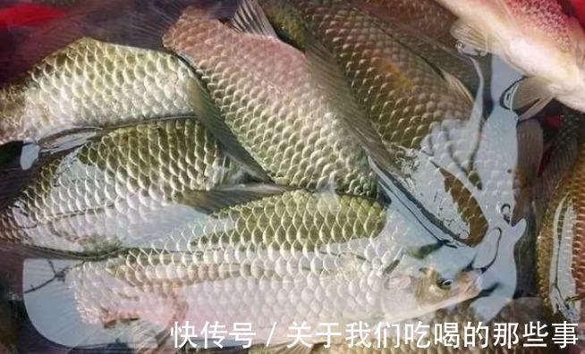 繁殖|才知道,鲫鱼分“野生鲫”和“杂交鲫”,区别很大,弄懂买不吃亏