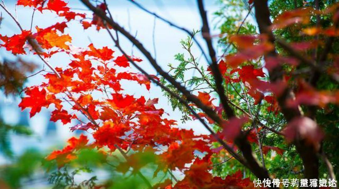 小池|杨万里比较冷门的一首诗，但是同样写得很有趣，值得我们一读再读