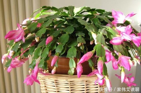 虎刺梅|看一眼就想买回家的花, 好看又好养, 看看它们都是谁!