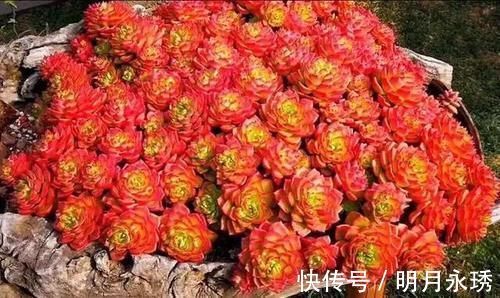 阳台党|这6款多肉被花友捧得很高，其实并不适合阳台党，尤其是最后两种