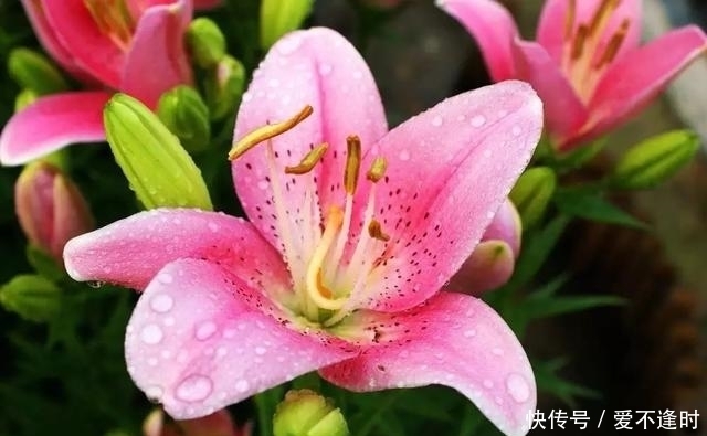 这3种“保健花”,老人养真不错,家里摆一盆,赏花修身养性!