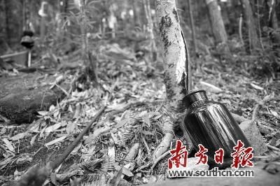 南岭：物种的博物馆