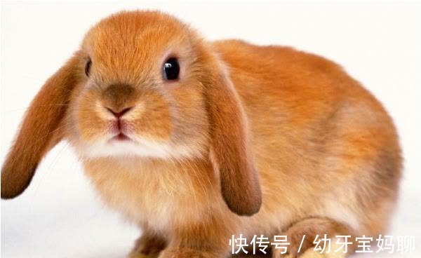 汉族|十二生肖之“兔”，为什么说属兔是最好的性格？大多都是先苦后甜