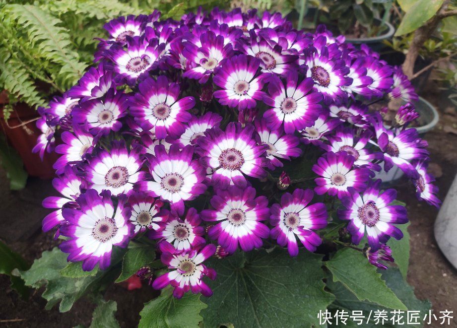 缓苗|养花在“精”不在多,3个养花的“坏习惯”,想养好花要改掉